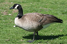 Branta canadensis