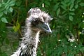 Großer Emu