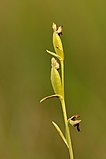 Infructescence