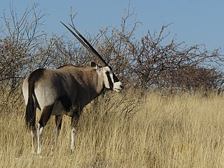 'n Gemsbok naby Wolfsnes, westelike Etoshawildtuin, Namibië.