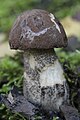 Leccinum scabrum