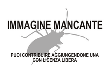 Immagine di Canopidae mancante