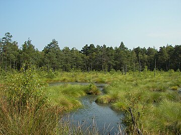 Pietzmoor, mawnog ger Schneverdingen