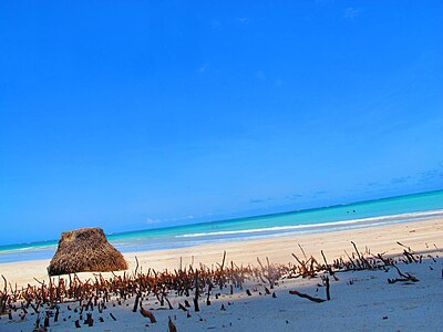 Raízes de coqueiro em meio a faixa de areia