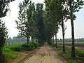 Populierenlandschap aan Het Broek, aangelegd op het oude Beukelaars Broek