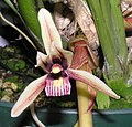 Cymbidium aloifolium