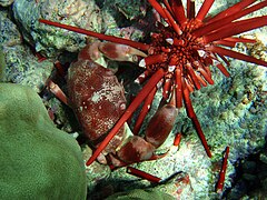 Ketam (Carpilius convexus) menyerang landak laut kalam batu (Heterocentrotus mamillatus)