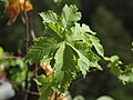 Blattaustrieb, A. heldreichii subsp. visianii am Naturstandort