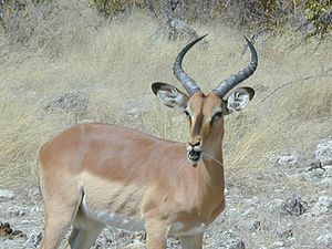 Impalo en Nacia Parko Etosha (Namibio)