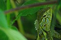 A garden Lizard, South ಭಾರತ.