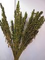 Image 3Dried hemp stalks displayed at the International Hemp Fair in Vienna (from Hemp)