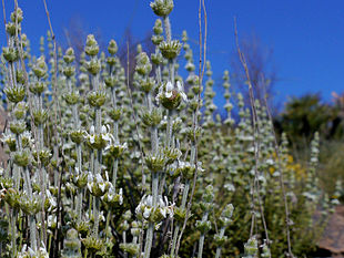 Sideritis pusilla Foto: Nanosanchez