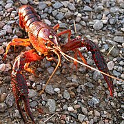 Procambarus clarkii (familia dos cambáridos)