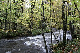 Ruisseau de la Forge du Prince, Couvin