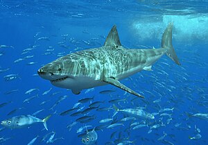 Di Witj hei (Carcharodon carcharias) as en graselfask.