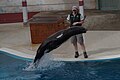 California sea-lion leaping during a Seals For The Wild Show