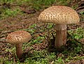 Amanita rubescens