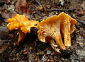 Cantharellus friesii