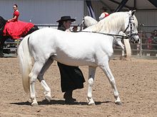 Mature gray horse, with typical dark skin and eyes. There is no remaining colored hair, giving an overall white appearance.