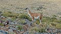 Guanaco inside the park