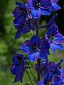 Delphinium elatum hybrid