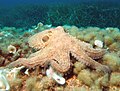 Octopus vulgaris