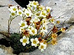 Saxifraga caesia