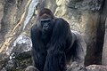 Westlicher Flachlandgorilla (Gorilla gorilla gorilla)