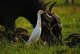 Le Héron garde-bœufs (Bubulcus ibis), profitant de sa relation commensale avec le gros bétail et de l'expansion mondiale de ce dernier.