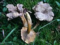 Craterellus tubaeformis