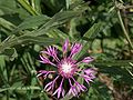 Centaurea napifolia