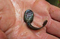 Image 20Ascaphus montanus tadpole (supine position), showing the large oral sucker (from Tailed frog)