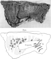 Photograph and interpretive drawing of the thorax region of the mummy