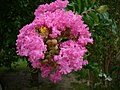 Kvetoucí pukol Lagerstroemia indica