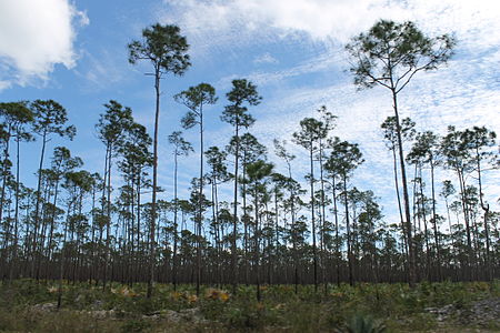 Plantation de Pinus caribaea aux Bahamas.