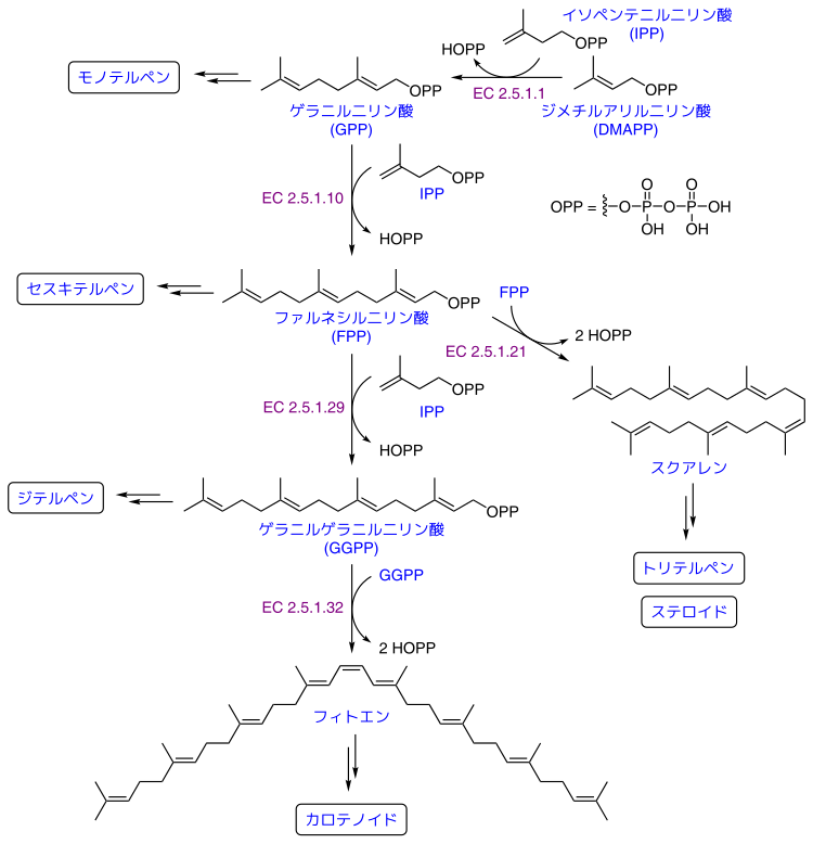 各種テルペンの生合成