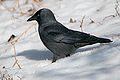 Jackdaw