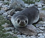 Antarctic fur seal