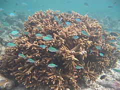 Acropora austera