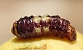 Larva