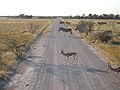 Springboks et zèbres sur une piste d'Etosha.