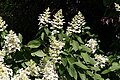 Hydrangea paniculata.