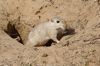 Gerbille près de Dausa en mars 2022.