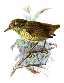 Stephenklatresmett, Xenicus lyalli (utdøydd) Illustrasjon av John Gerrard Keulemans, i Public domain