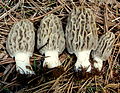 Morchella pragensis