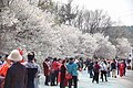 人出でにぎわう203高地桜花園