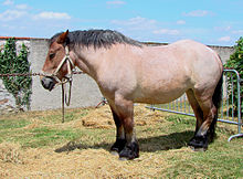 Cheval de profil dans un enclos de fortune, lors d'une exposition en plein air.