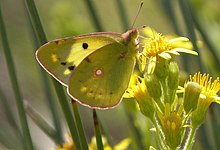 Orange høsommerfugl - Colias crocea