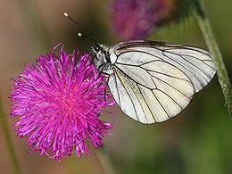 Gudobelinis baltukas (Aporia crataegi)