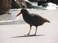 Blackish Oystercatcher